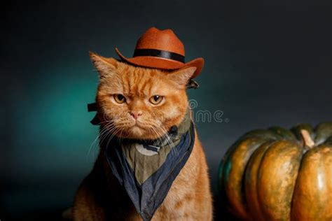 Closeup Portrait Red Cat Cowboy