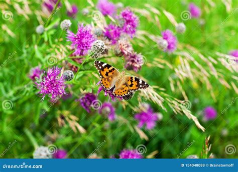 Closeup Top View Beautiful Painted