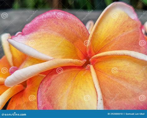 Closeup Top View One Beautiful