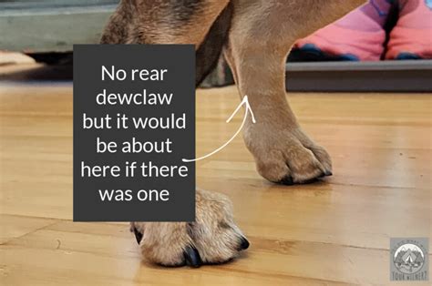 Closing Thoughts on Dew Claw Split