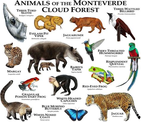Cloud Forest Animals