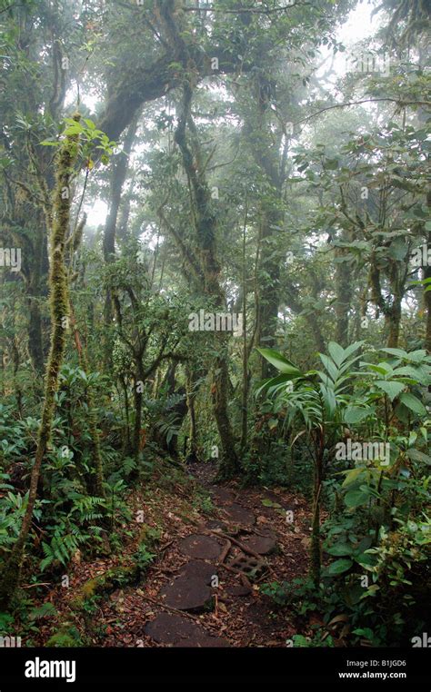 Cloud Forest Scenery