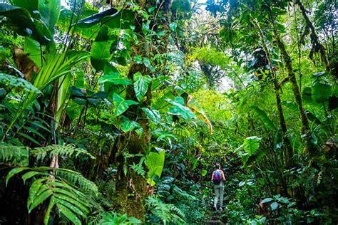 Cloud Forest Trekking