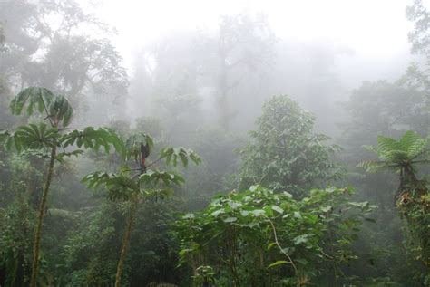Cloud Forest Weather
