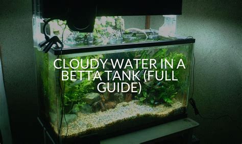 Cloudy Betta Tank