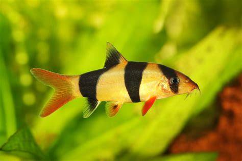 Clown Loach Exhibiting Playful Behavior