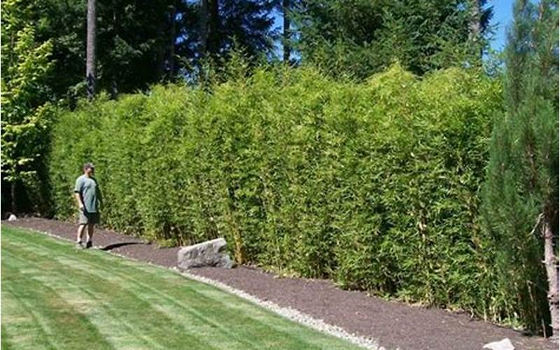 Clumping Bamboo Privacy Fence: Everything You Need To Know