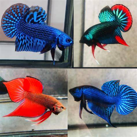 Coast Gem Betta
