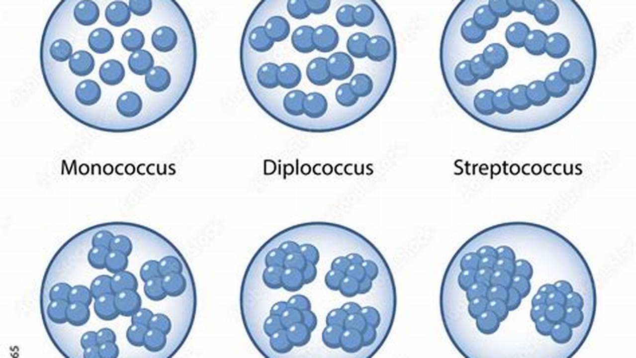 Coccus-shaped, Breaking-news