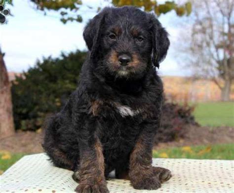 Cockapoo Rottweiler Cross Poodle: A Unique Hybrid Dog Breed