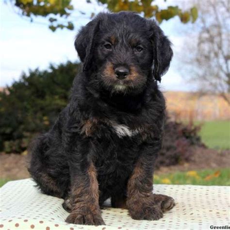 Rottie Poo (Rottle) Breed Info Rottweiler Poodle Mix