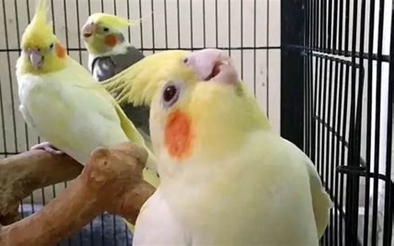 Can Cockatiels Eat Bananas?