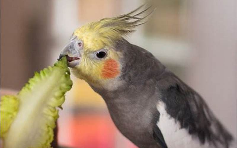 Cockatiel Eating Fruit