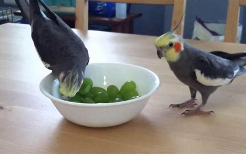 Can Cockatiels Eat Grapes?