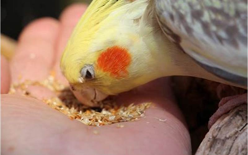 Cockatiel Eating Seeds