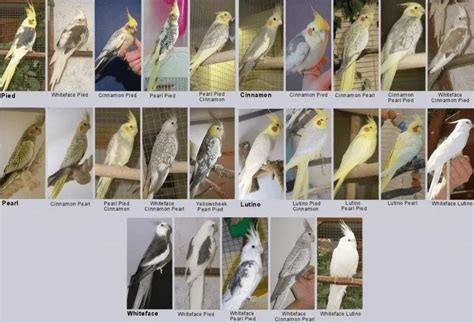 Cockatiel Colors Chart