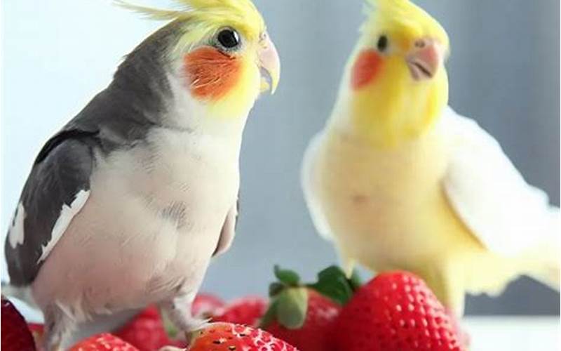 Can Cockatiels Eat Strawberries?