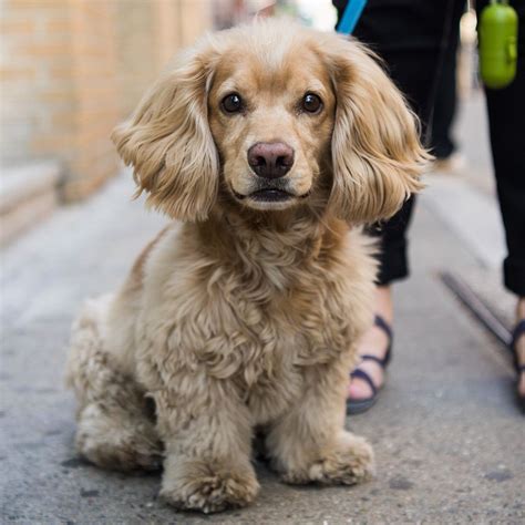 Cocker Spaniel Dachshund Mix Rescue: The Adorable Hybrid