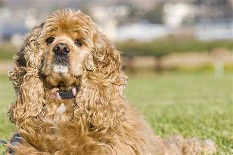 Cocker Spaniel Image