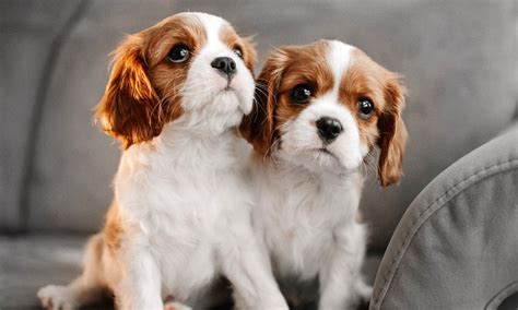 Cockalier (Cocker Spaniel/Cavalier King Charles Spaniel Mix