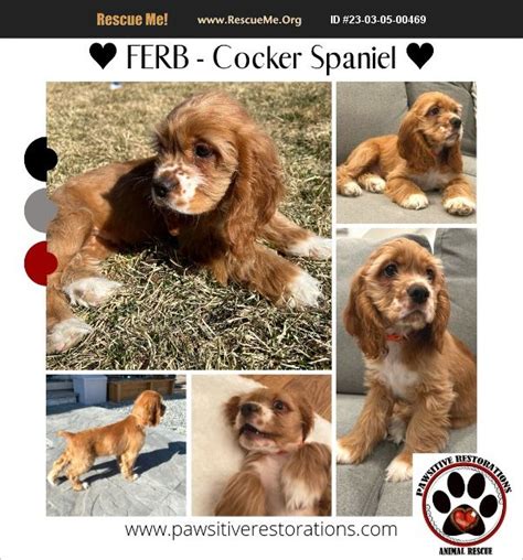 6 Best Cocker Spaniel Rescues in Colorado! (2023) We Love Doodles