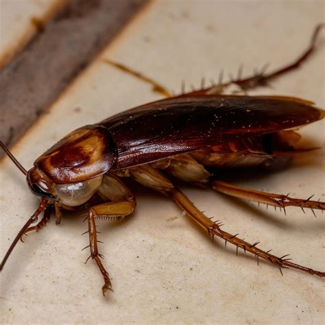 Cockroach