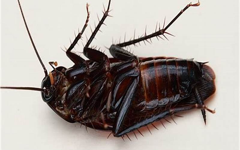 Cockroach Behavior