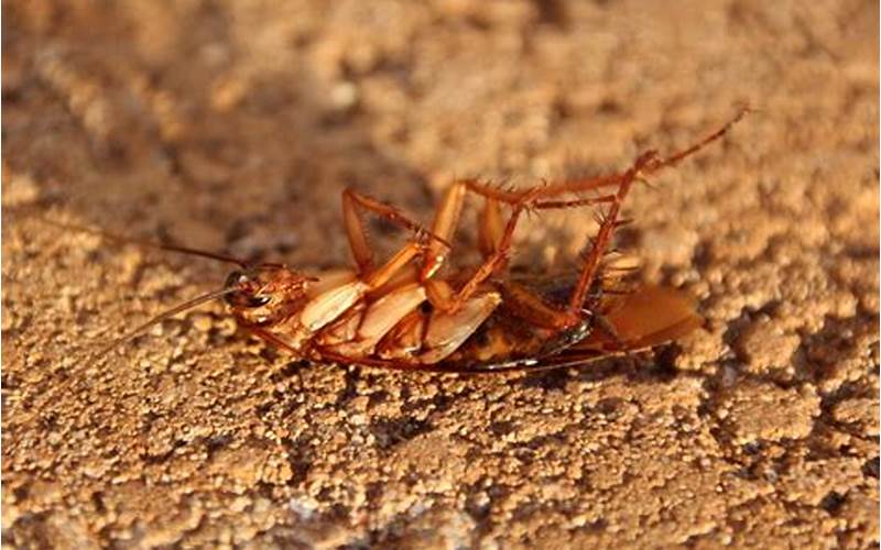 Cockroach Myth