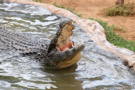Cocodrilo Park Conservation