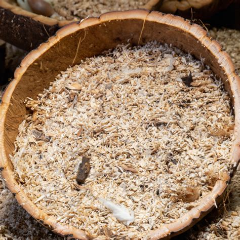 Coconut
