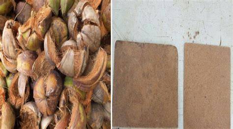 Coconut
