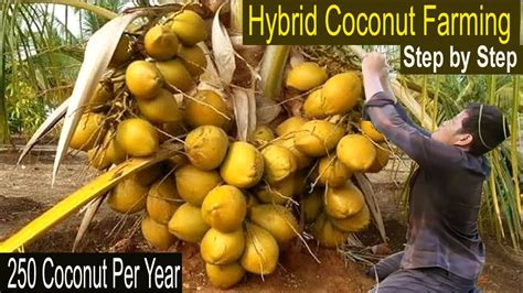 Coconut Farming Business Plan