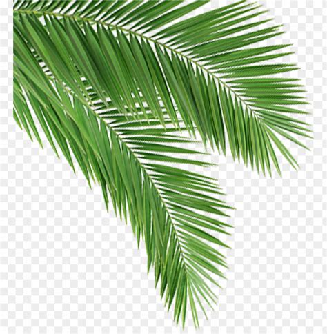 Coconut Tree Leaves