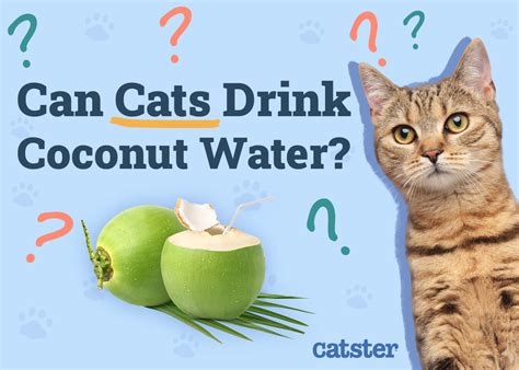 Coconut Water for Cats