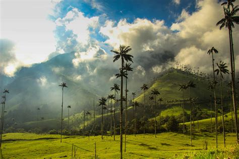 Cocora Valley Scenery