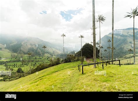 Cocora Valley Views
