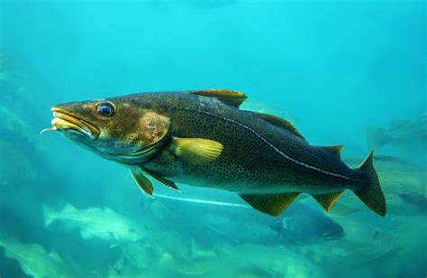 Cod Fish in the Atlantic Ocean