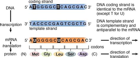 Coding Strand Template Strand Mrna