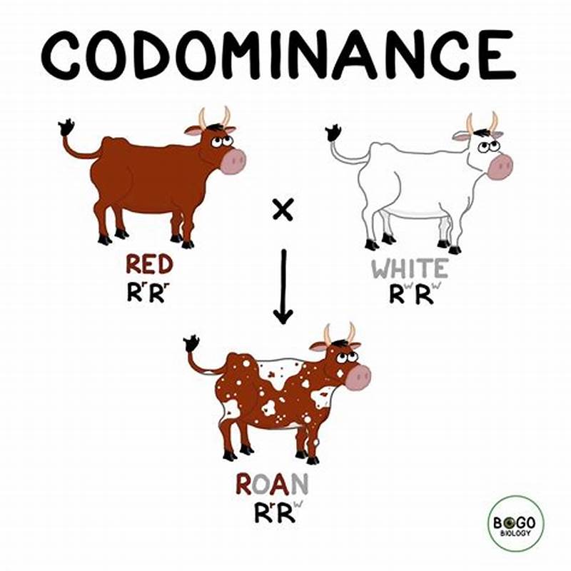 Codominance Inheritance Pattern