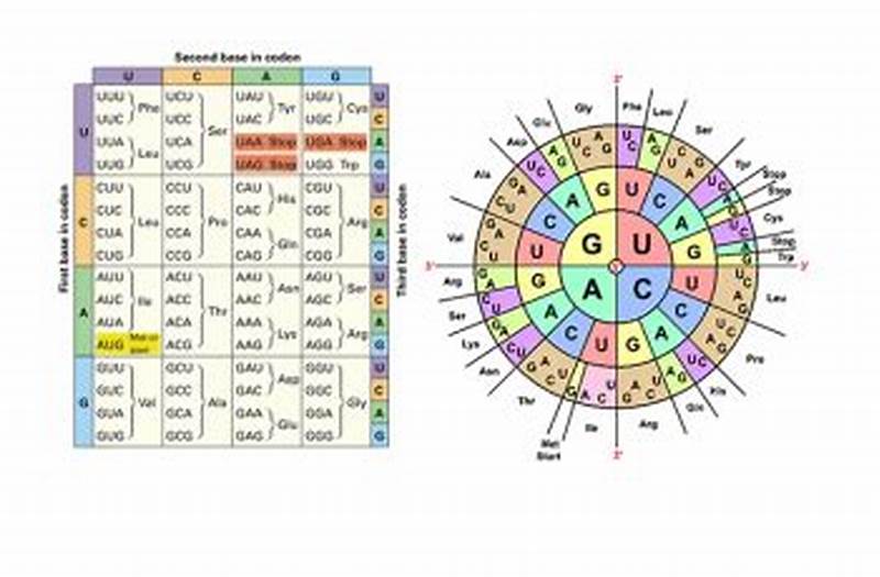Codon Chart Practice