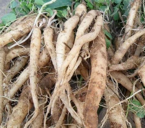 Codonopsis Root Benefits