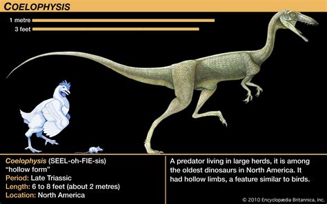 Coelophysis evolution