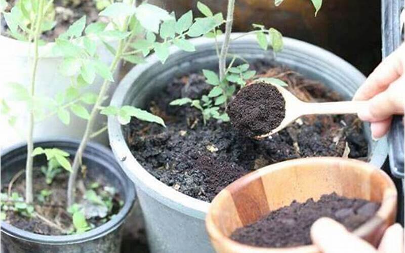 Coffee Grounds For Tomatoes
