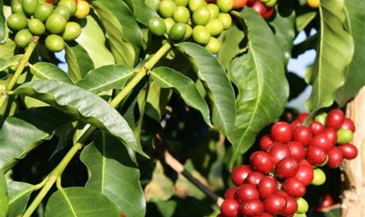 Coffee Plants For Sale