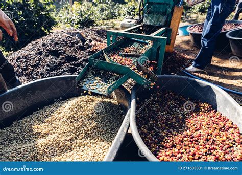 Coffee Beans Processing
