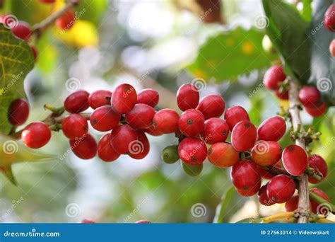 Coffee Cherries Close Up