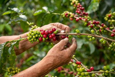 Coffee Farm Visit