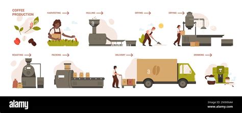 Coffee Harvesting Process