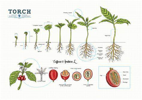 Coffee Plant Growth
