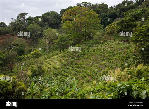 Coffee Plantation Monteverde